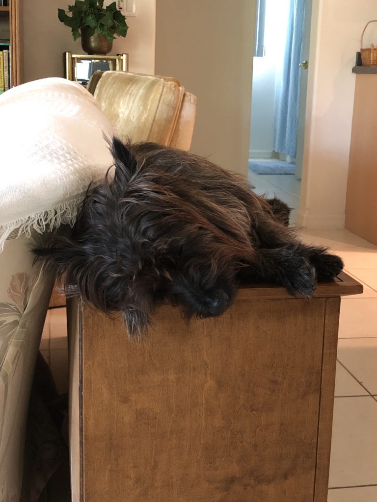 Gus, our Cairn Terrier, sleeping on a cabinet