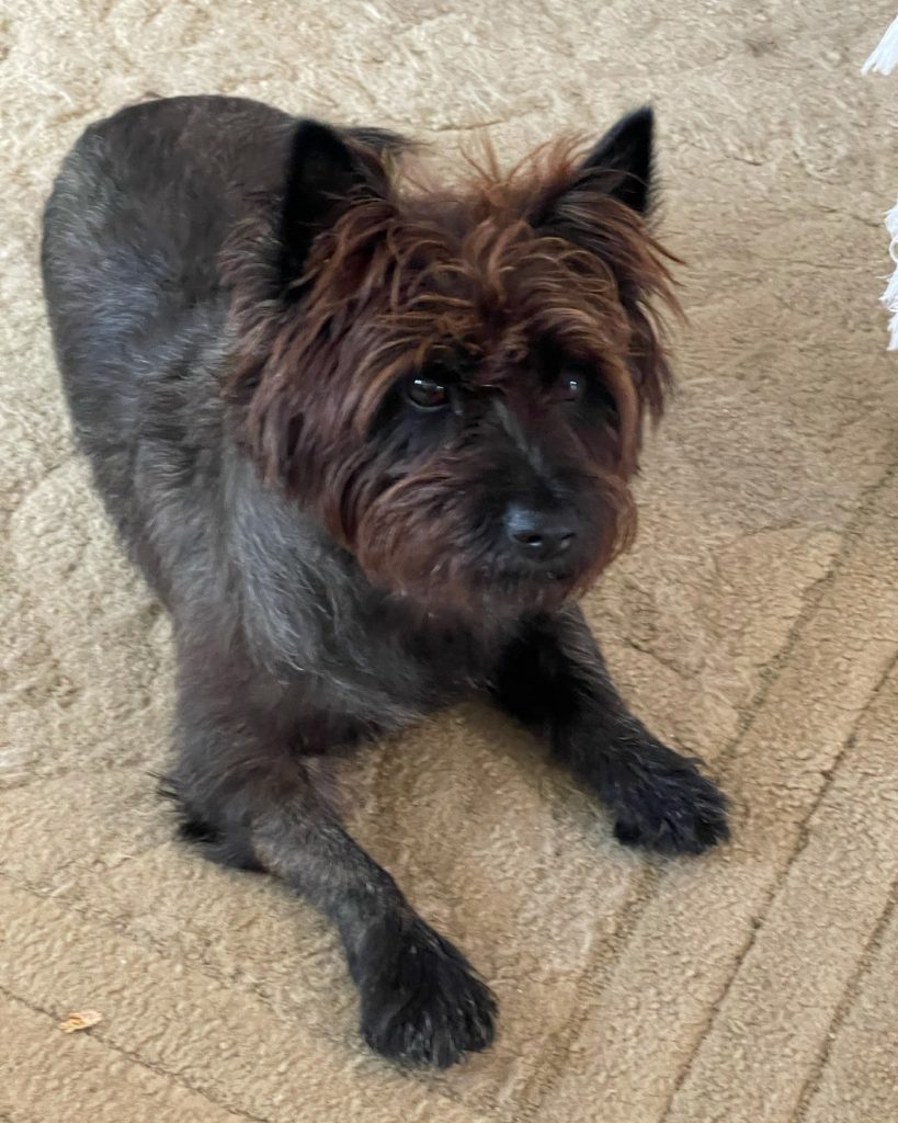 Our Cairn Terrier, Gus