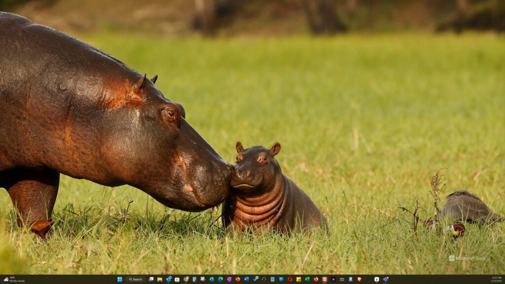 Customize Your Windows 11 Desktop -a background with animals